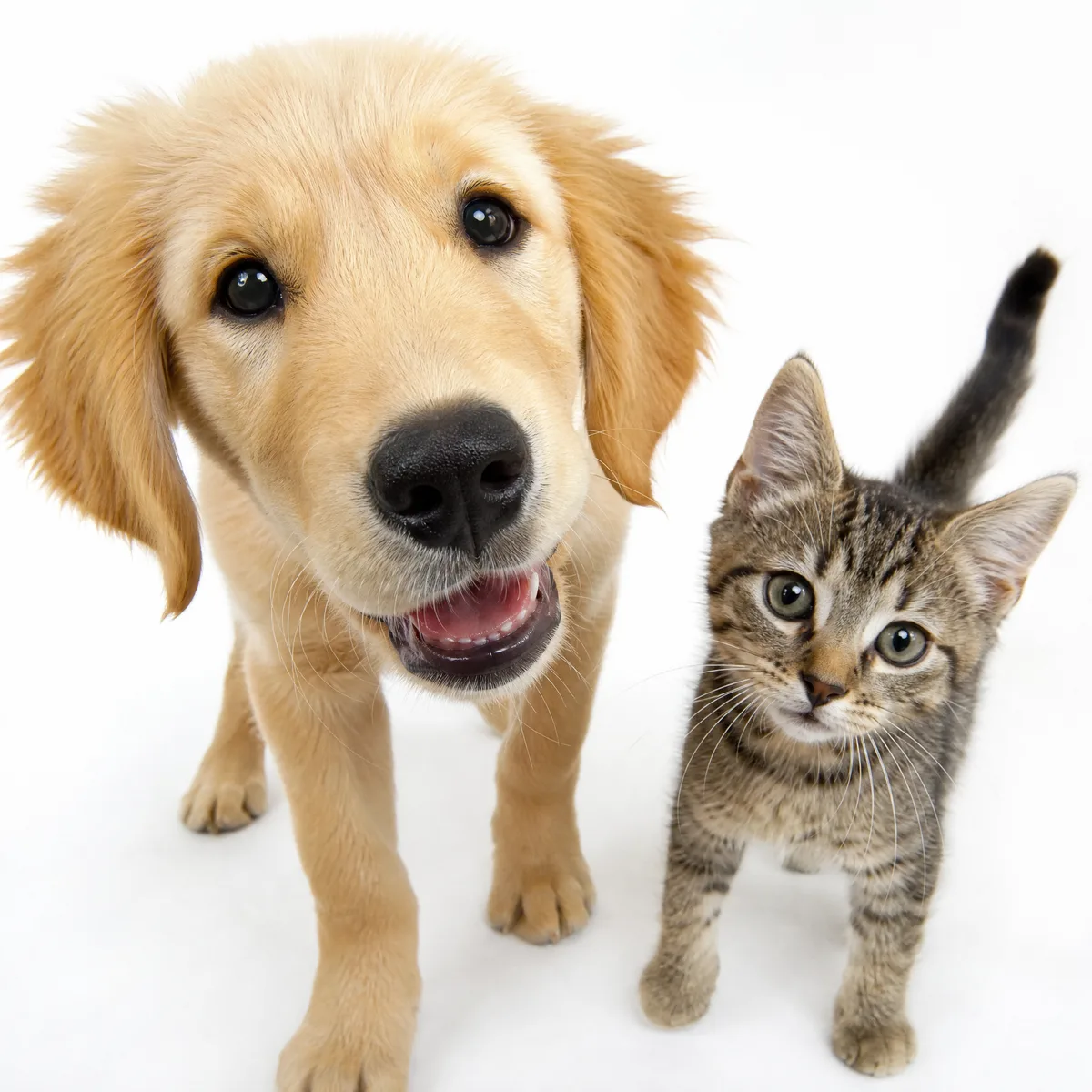 Cachorro y gatito